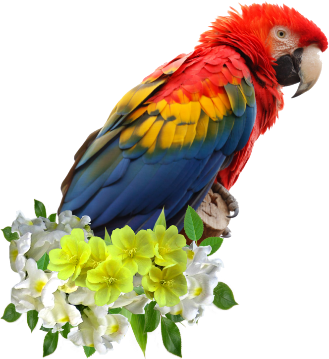 Colorful Parroton Flowers PNG image