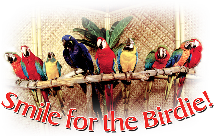 Colorful_ Parrots_ On_ Perch_ Photo Booth_ Backdrop PNG image