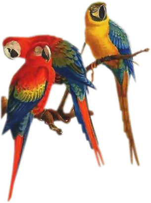 Colorful_ Parrots_ Perched_ Together PNG image