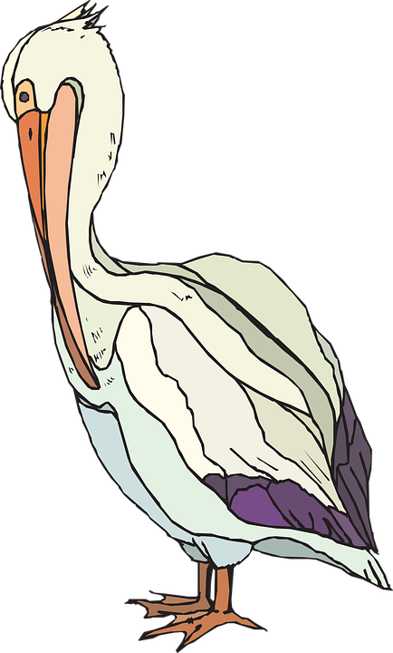 Colorful Pelican Illustration.png PNG image