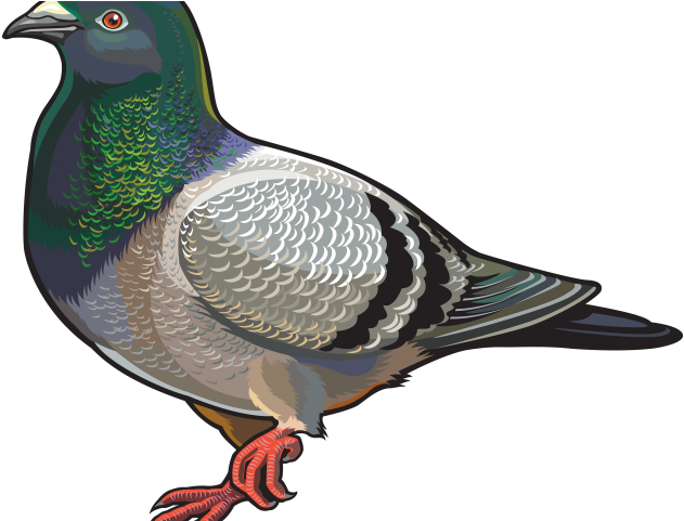 Colorful Pigeon Illustration PNG image