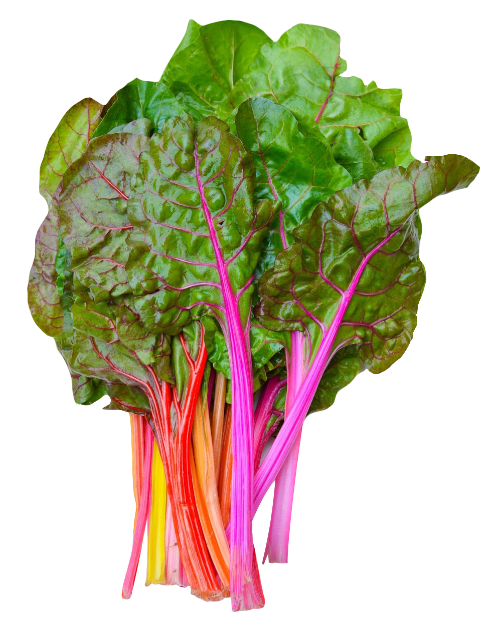 Colorful Rainbow Chard Bunch PNG image
