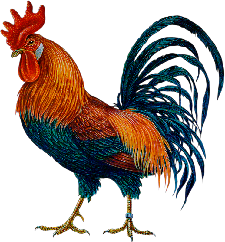 Colorful Rooster Illustration PNG image