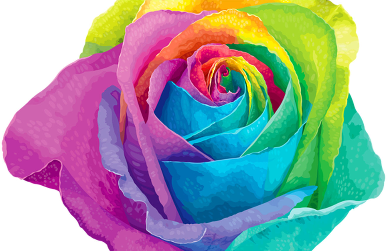 Colorful Rose Vector Art PNG image