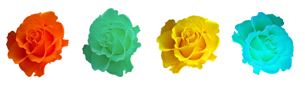 Colorful Roses Black Background PNG image