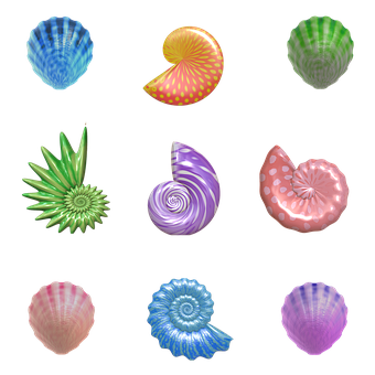 Colorful Sea Shells Collection PNG image