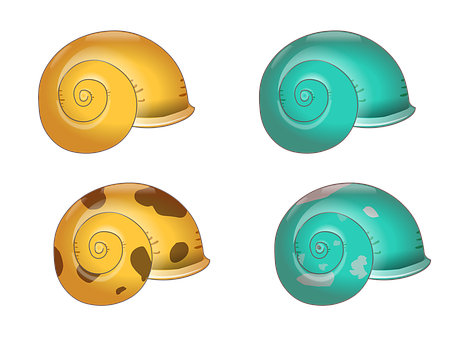 Colorful Shell Illustrations PNG image