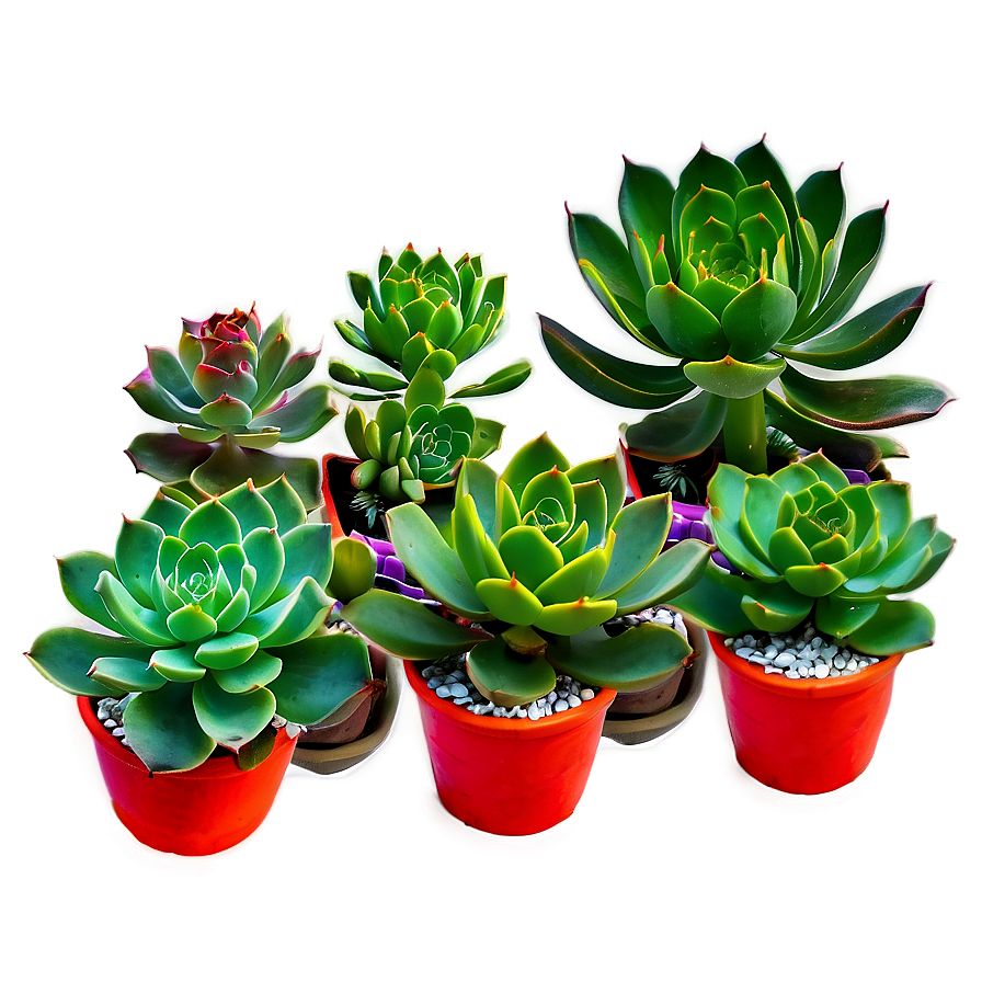 Colorful Succulents Mix Png Qqj25 PNG image