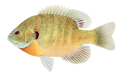 Colorful Sunfish Illustration PNG image