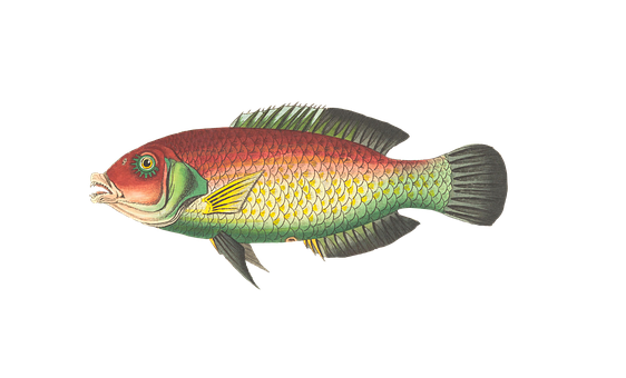 Colorful_ Tropical_ Fish_ Illustration PNG image