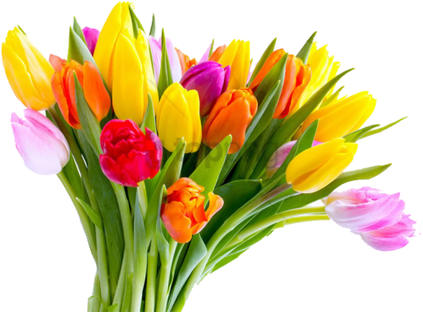 Colorful_ Tulip_ Bouquet_ Transparent_ Background.png PNG image