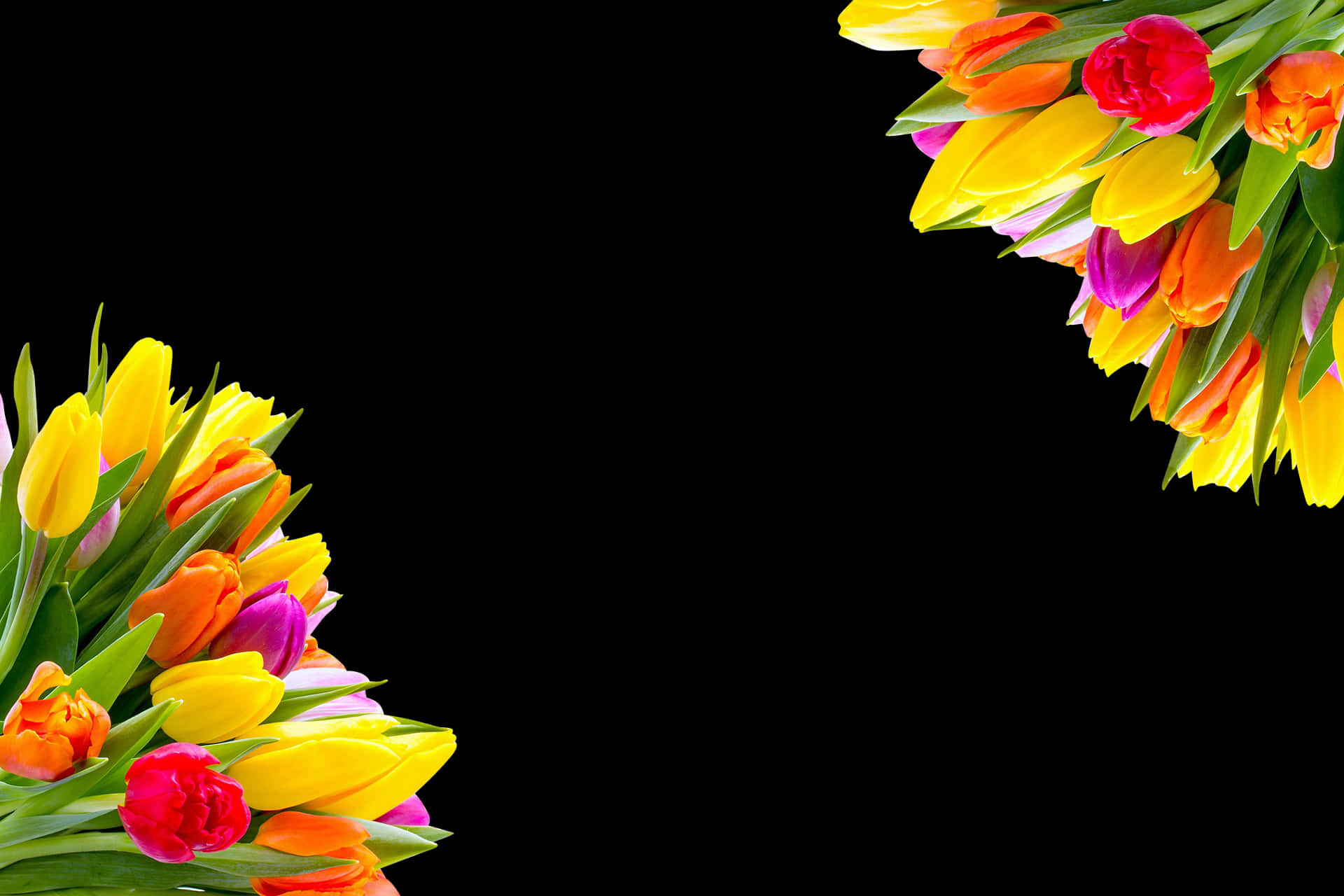Colorful Tulipson Black Background PNG image