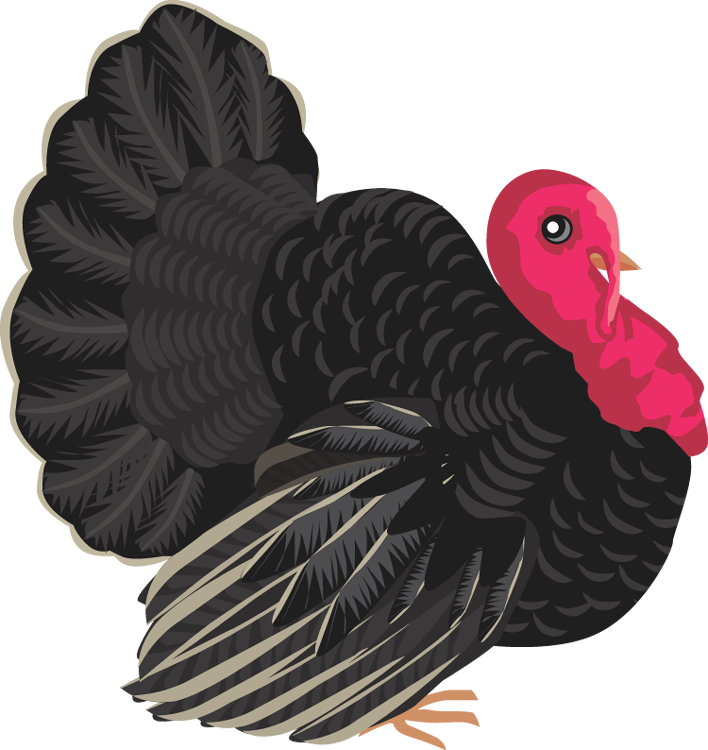 Colorful Turkey Clipart PNG image