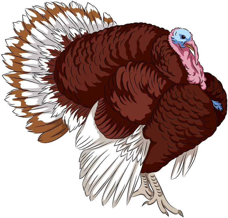Colorful Turkey Illustration PNG image