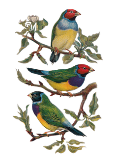 Colorful Vintage Bird Illustration PNG image