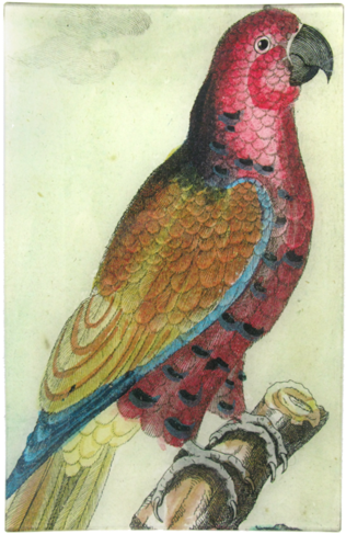 Colorful Vintage Parrot Illustration PNG image