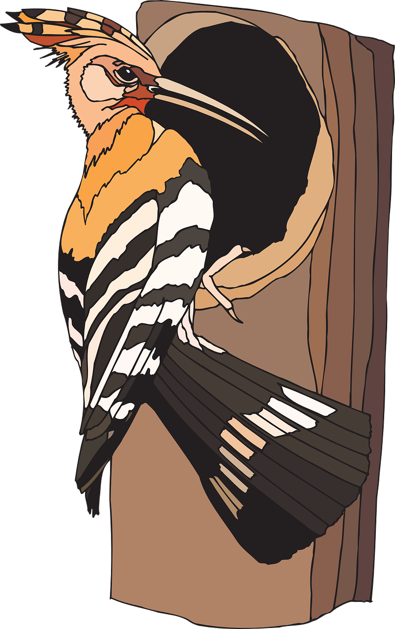 Colorful Woodpecker Illustration.png PNG image