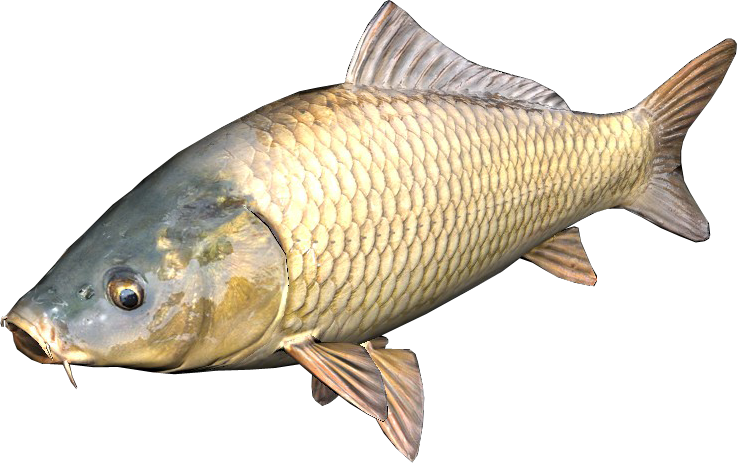 Common Carp Side View PNG image