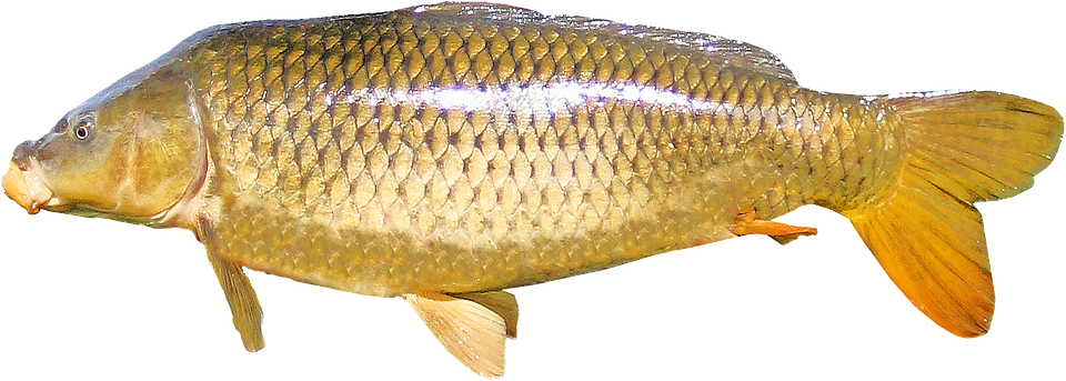 Common Carp Side View.png PNG image