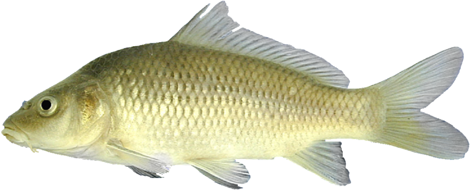 Common Carp Side View PNG image