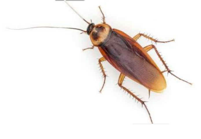 Common Cockroach Isolated PNG image