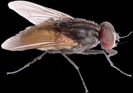 Common Housefly Profile PNG image