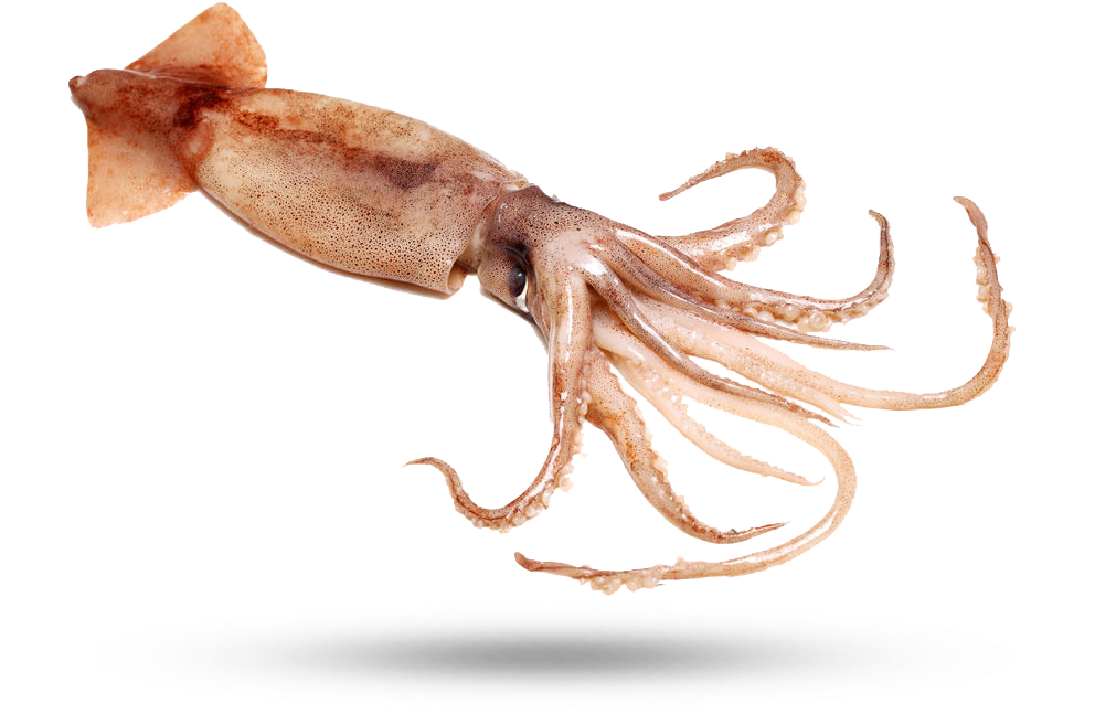 Common Squid Swimming PNG image