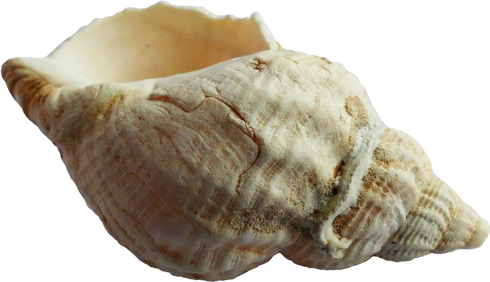 Conch Shell Isolatedon White Background PNG image