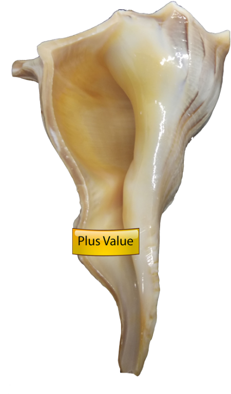 Conch Shell With Label PNG image