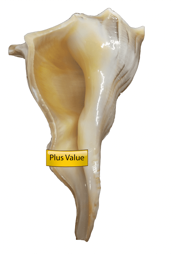 Conch Shell With Label PNG image