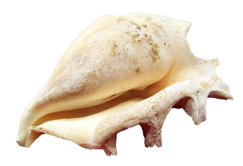 Conch Shellon Black Background PNG image