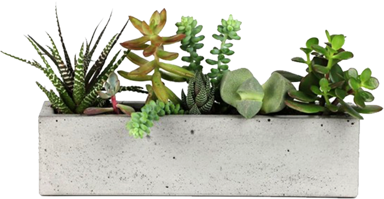 Concrete Rectangular Succulent Planter PNG image