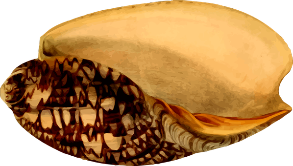 Cone_ Snail_ Shell_ Illustration PNG image