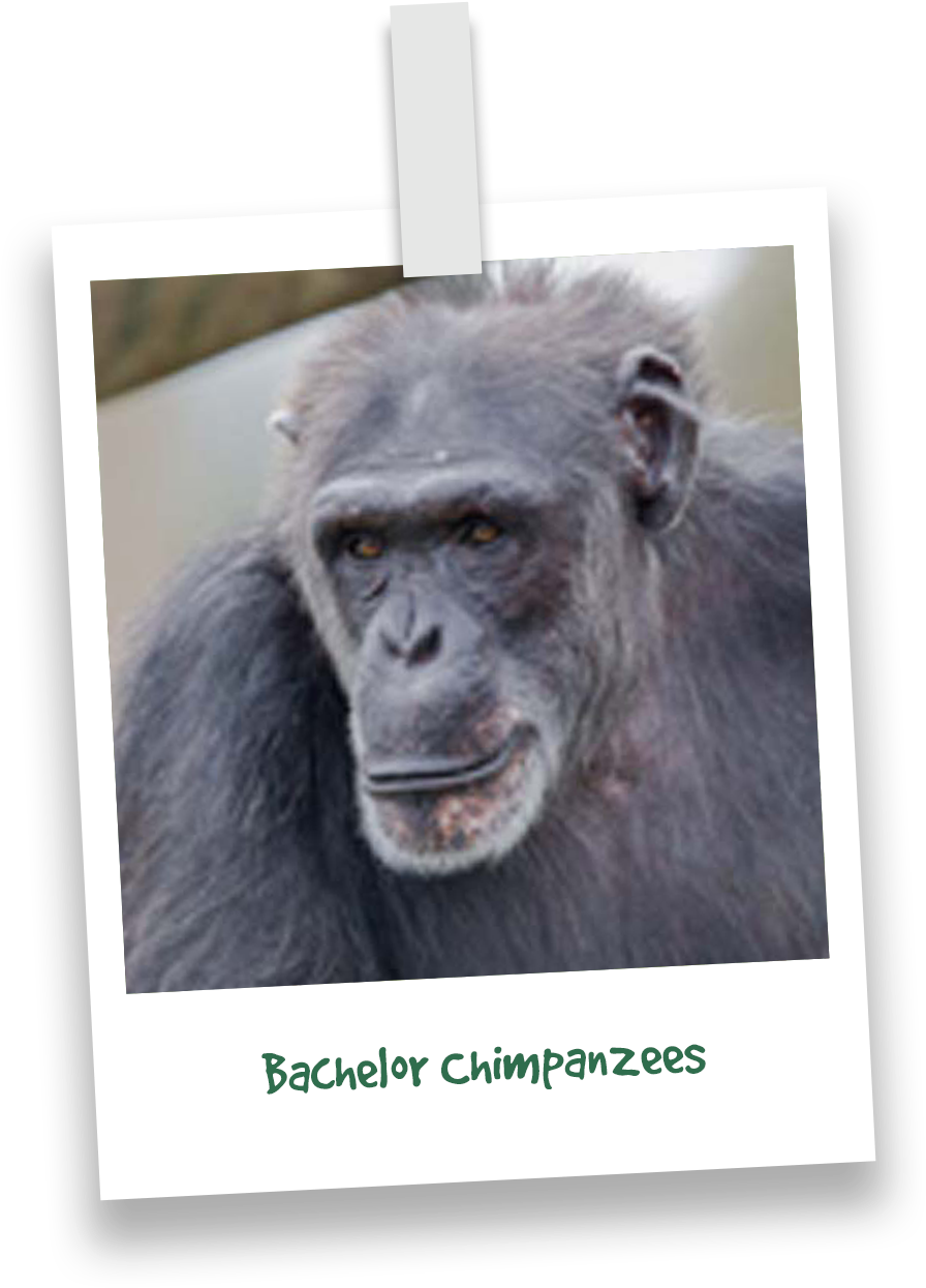 Contemplative Chimpanzee Portrait PNG image