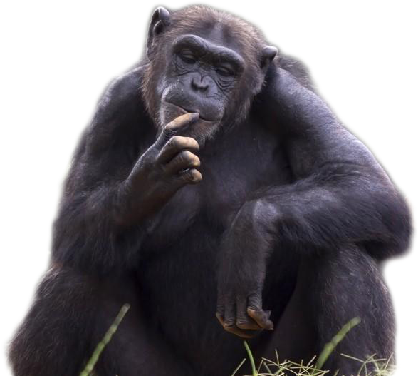 Contemplative_ Chimpanzee_ Portrait PNG image