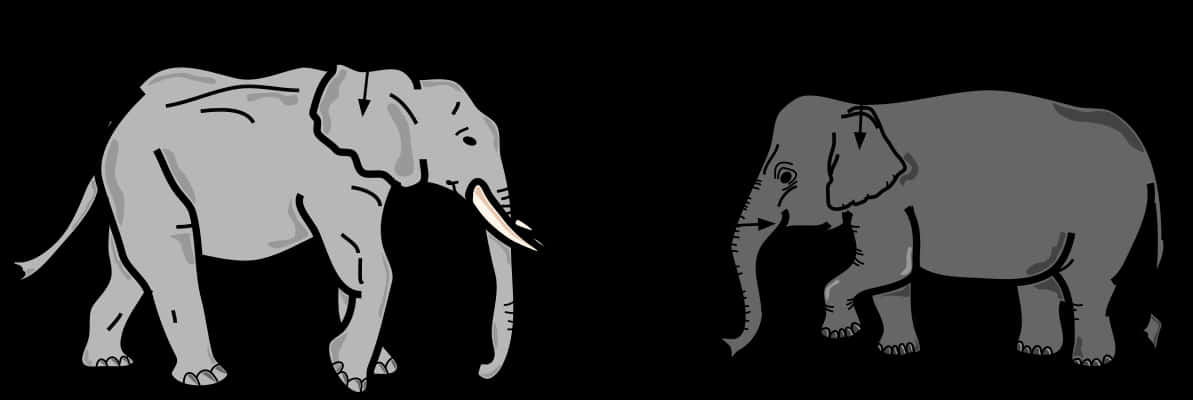 Contrasting Elephants Graphic PNG image
