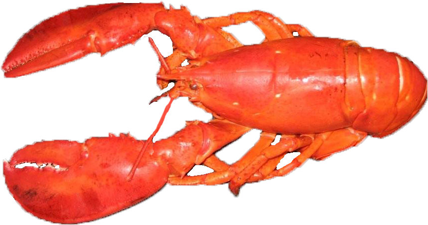 Cooked Whole Lobster PNG image