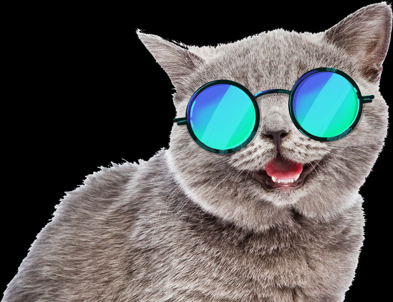 Cool Catwith Sunglasses PNG image
