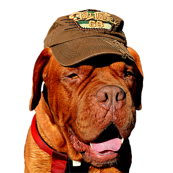 Cool Dog Wearing Cap PNG image