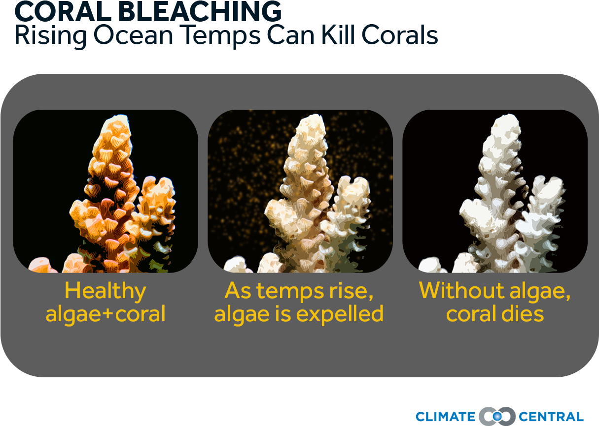 Coral Bleaching Process Climate Impact PNG image