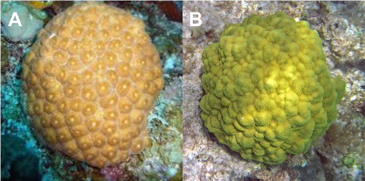 Coral_ Comparison_ Study PNG image