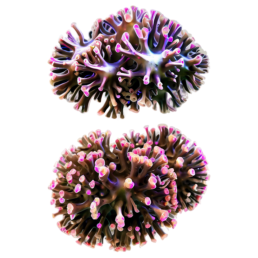 Coral Disease Identification Png Pmk73 PNG image