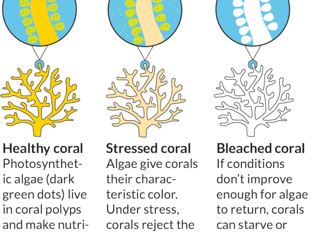 Coral_ Health_ Stages_ Illustration PNG image