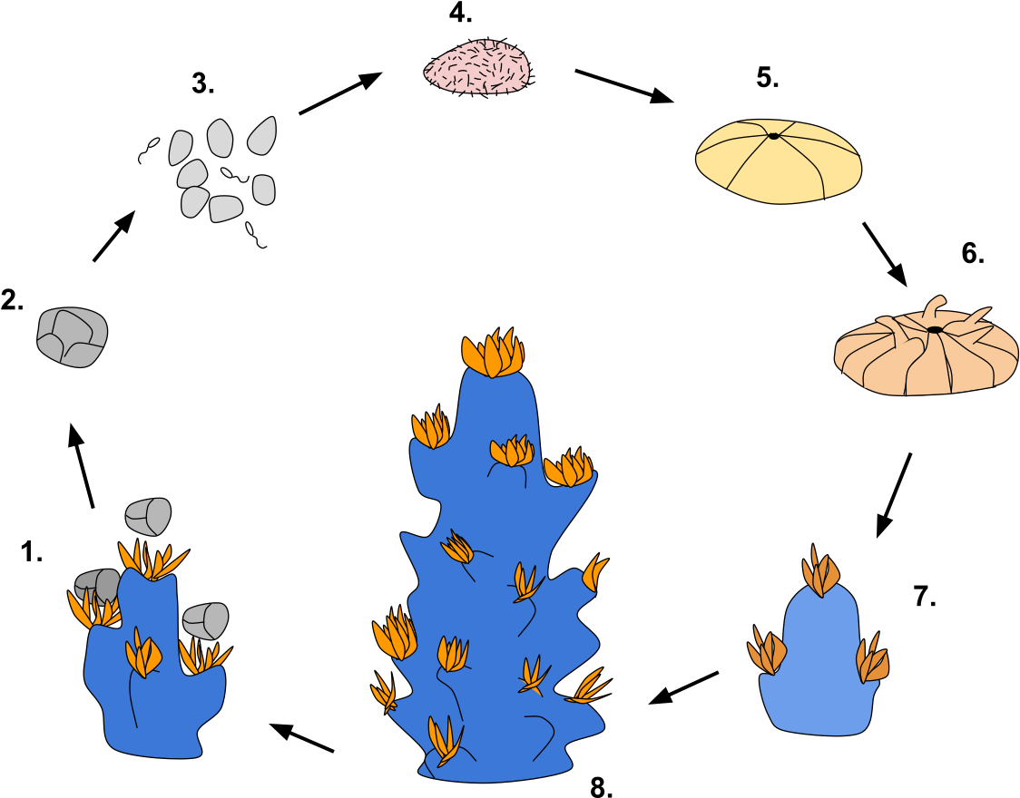 Coral Reproduction Cycle Diagram PNG image