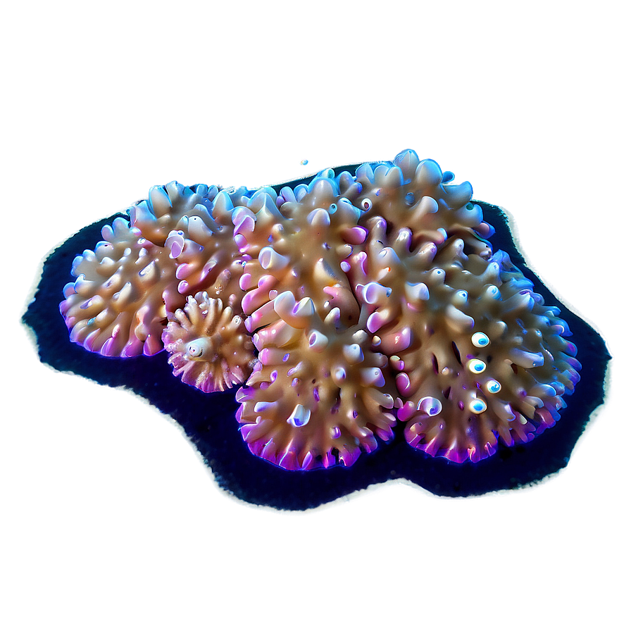 Coral Spawning Event Png 80 PNG image