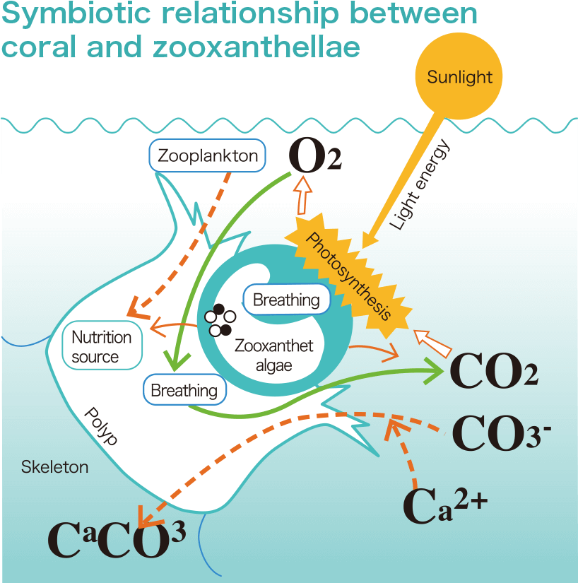 Coral Zooxanthellae Symbiotic Relationship PNG image