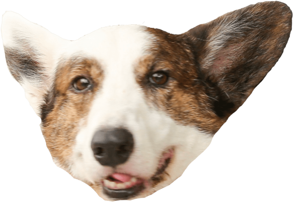 Corgi Head Closeup.png PNG image