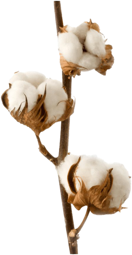 Cotton Boll Branch.png PNG image
