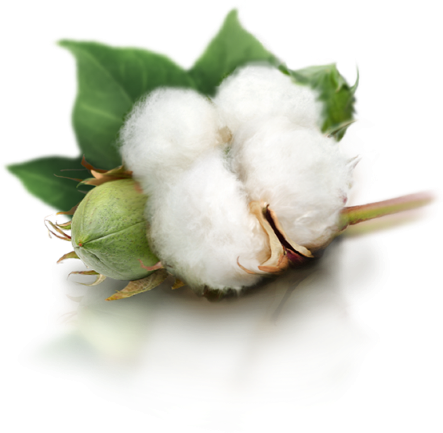 Cotton Boll Reflection PNG image