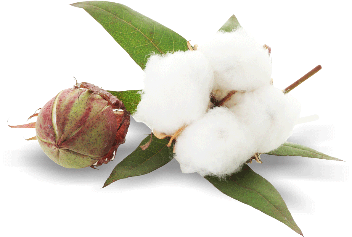 Cotton Bolland Fluff PNG image